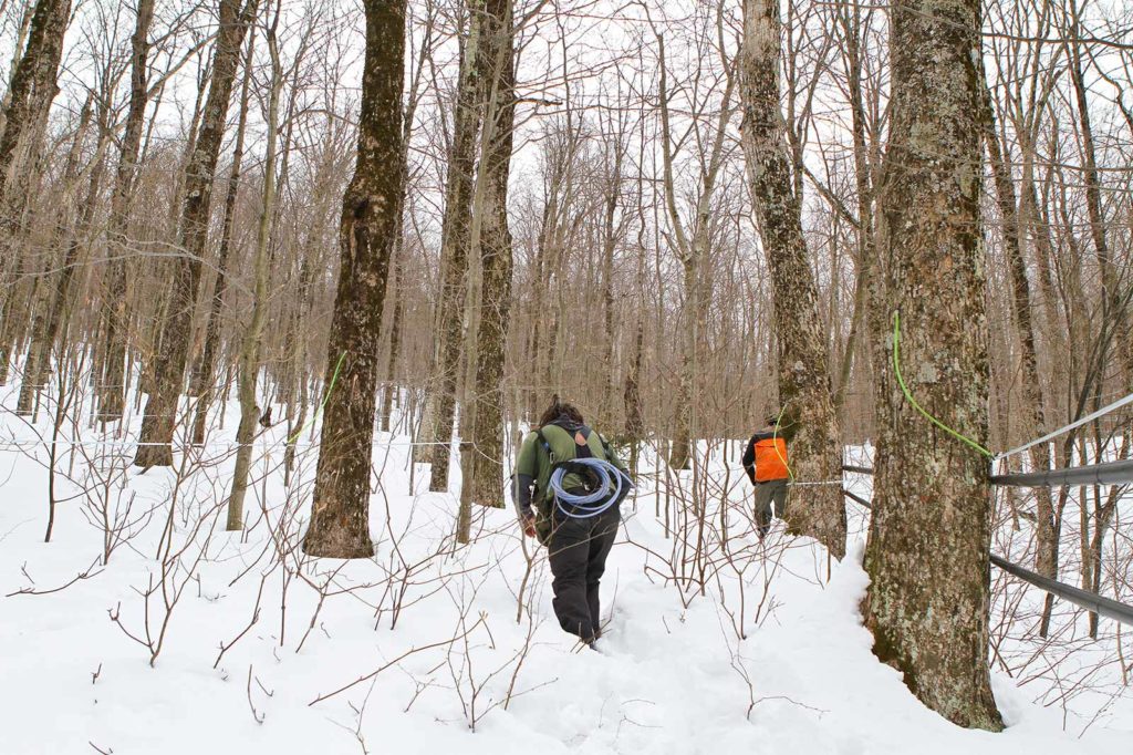 sugarbush sugarbush