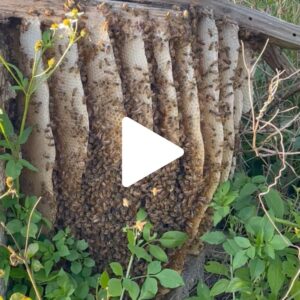 Runamok Bee Safari: Meet the Crew 26
