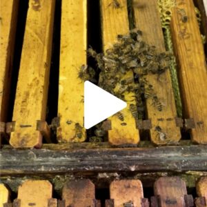 Runamok Bee Safari: Honey Extraction 29