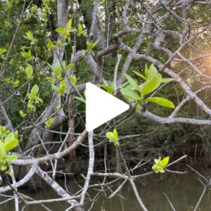 Runamok Bee Safari: Day Four Recap 32