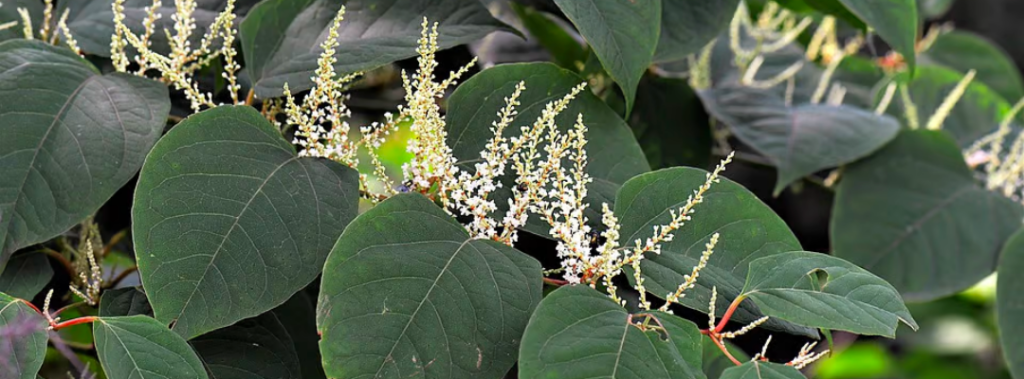 knotweed knotweed
