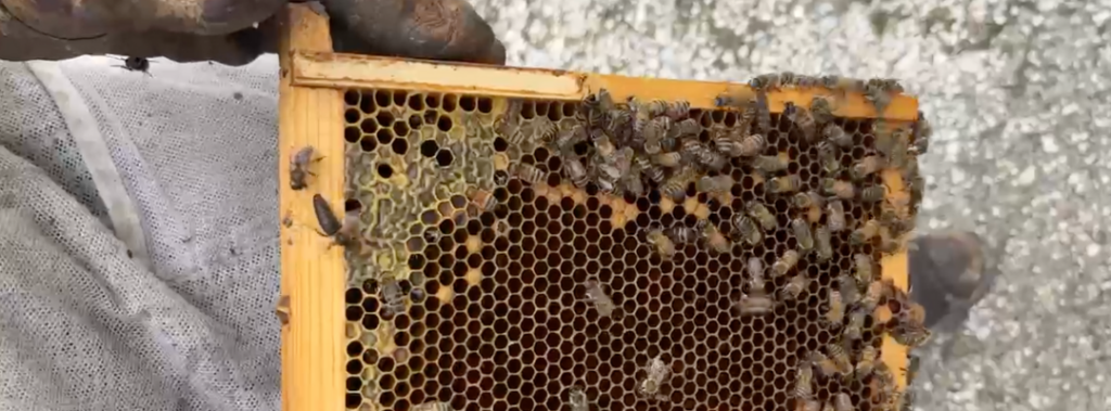 queen bee 2 queen bee 2