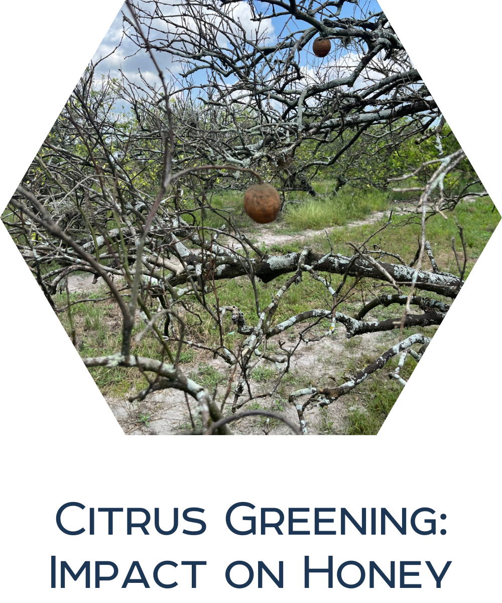 Citrus Greening: Impact on Honey