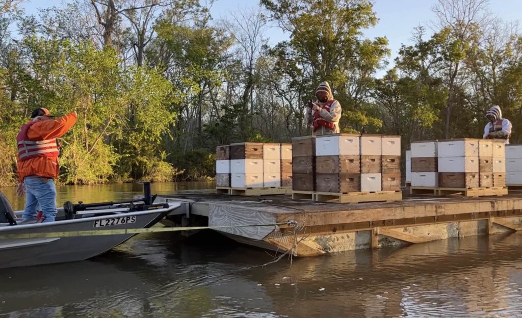 a boat pushing the barge full of beehives out into the tupelo swamps