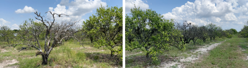 citrus greening citrus greening