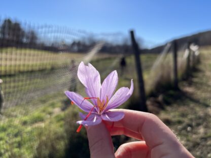 Vermont Saffron Flower