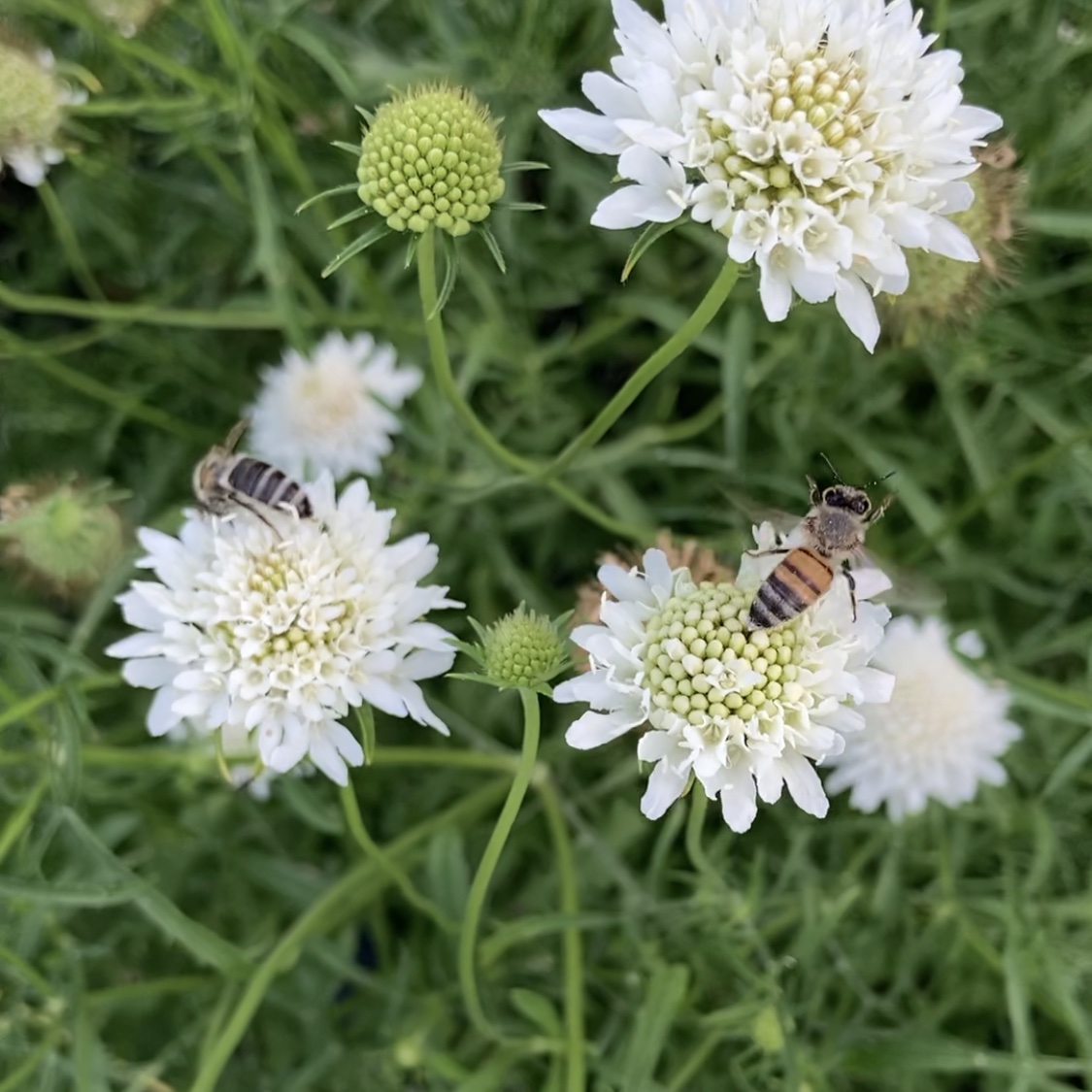 bees on flowers