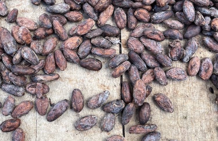 cocoa4 1
