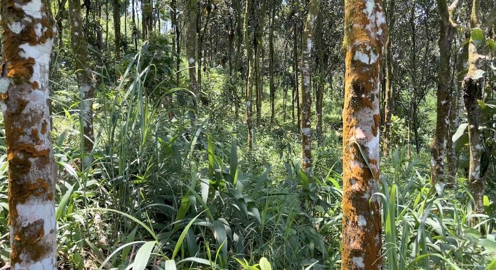 royal cinnamon forest royal cinnamon forest