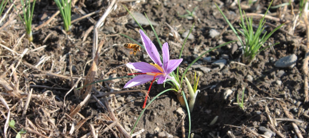 saffron flower and bee
