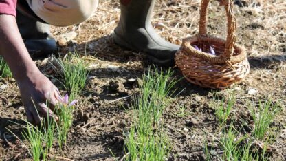 Calabash Gardens saffron harvesting