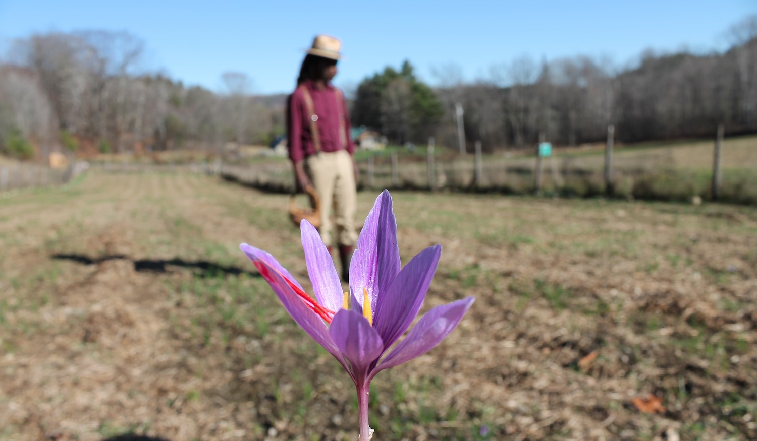 calabash farm saffron zaka