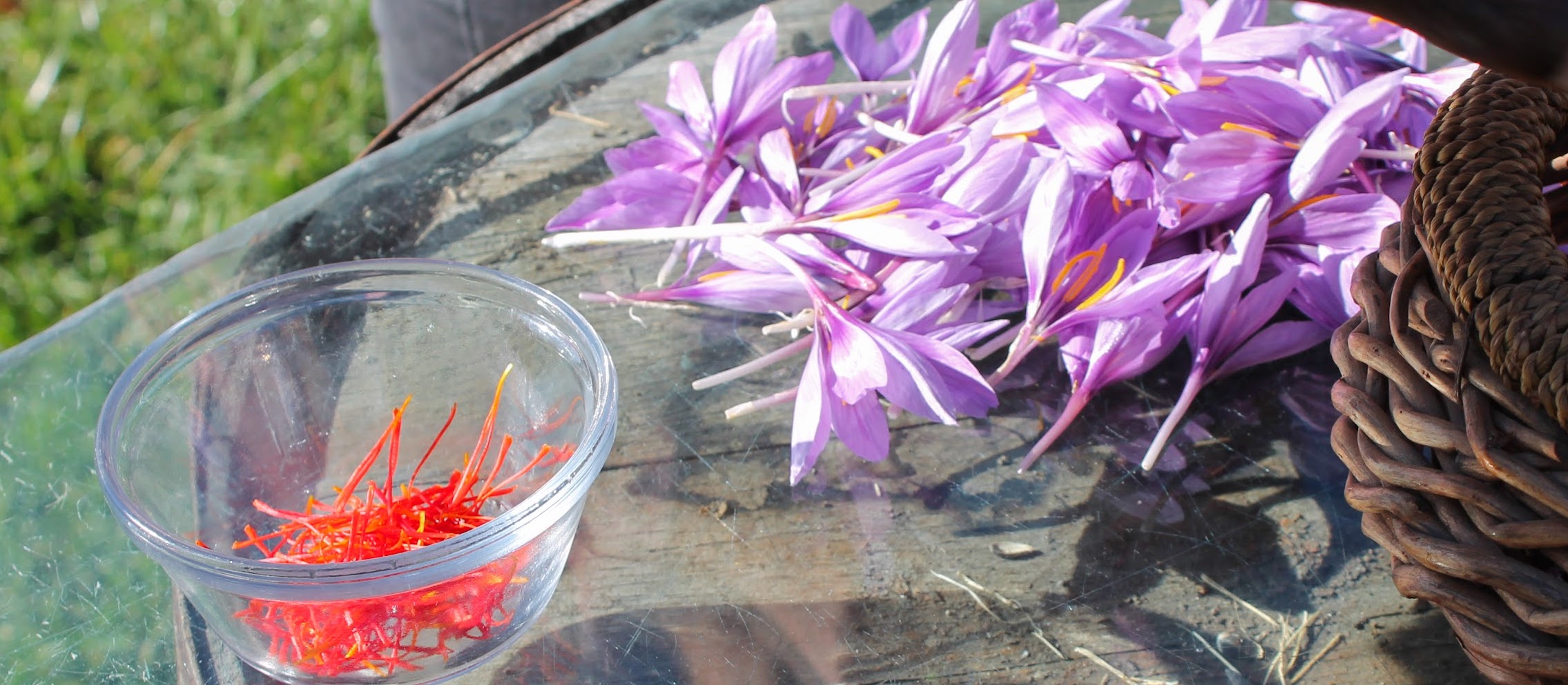 calabash farms saffron harvest
