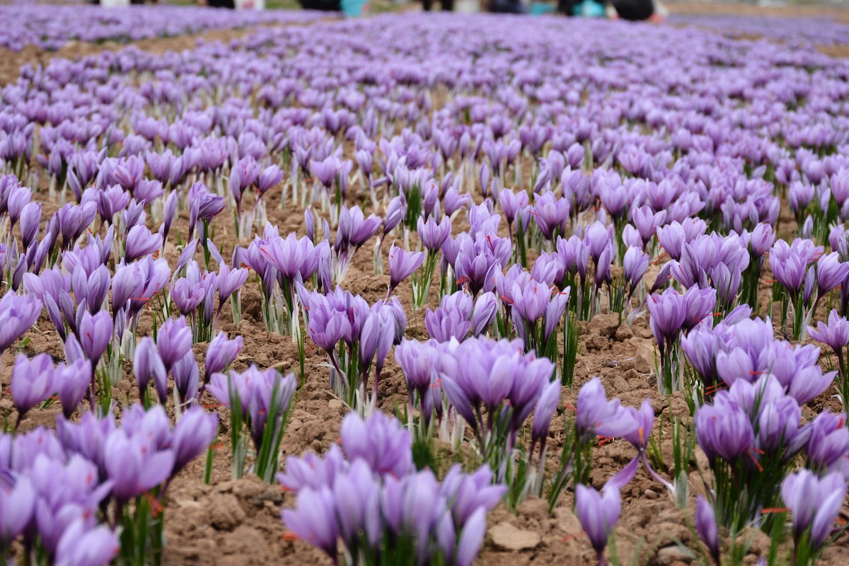 saffron field mohammad amiri 8ojQUrhWdT8