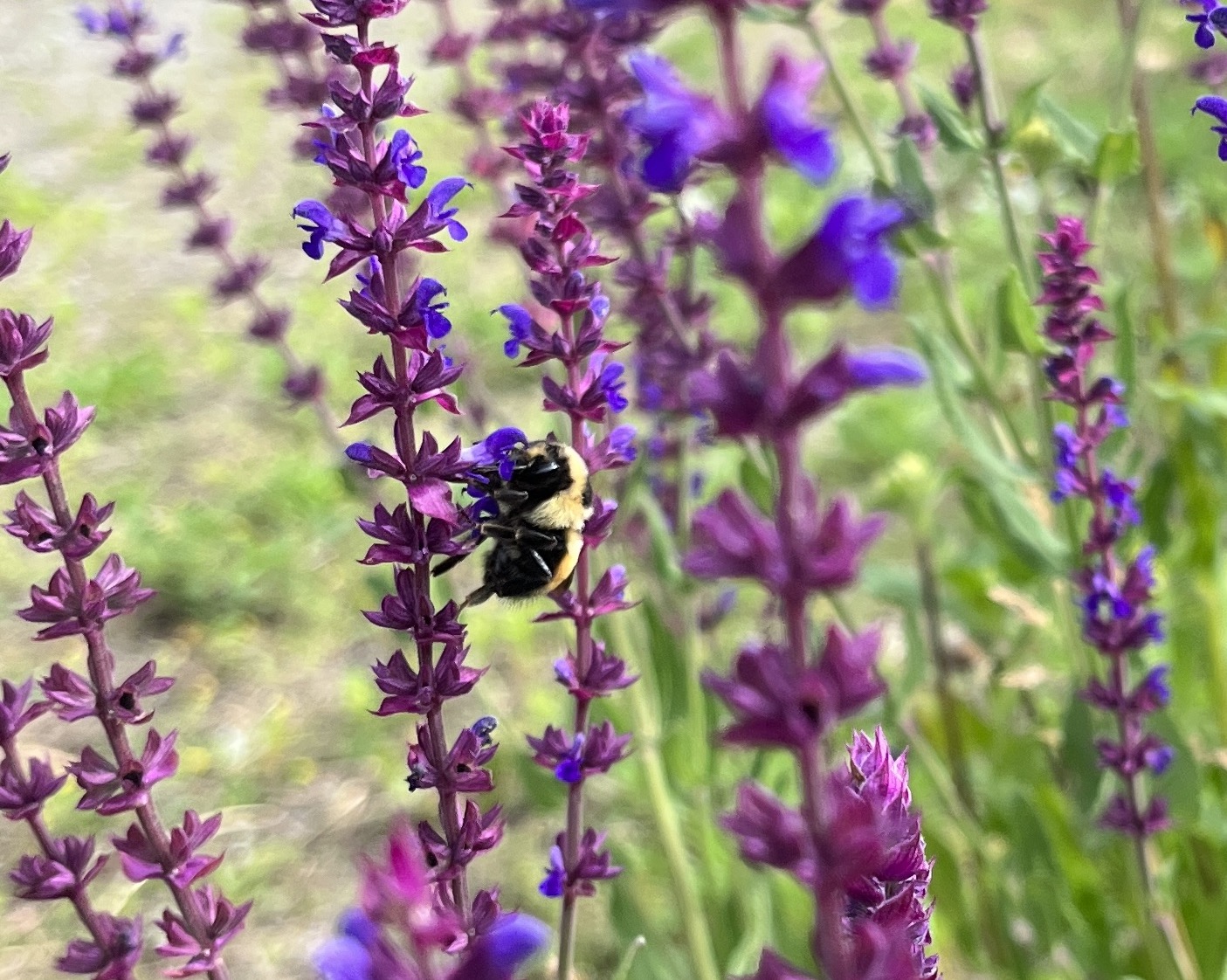 6 24bee (2)