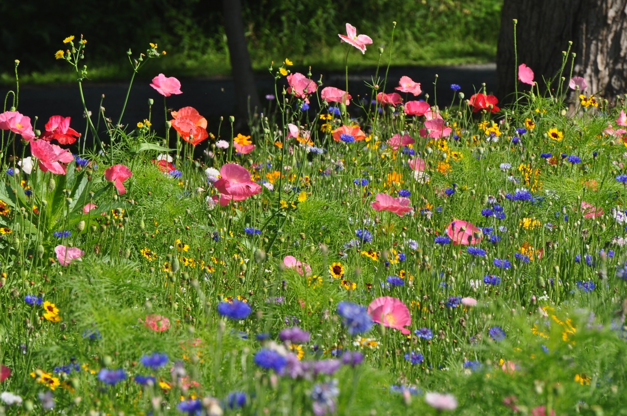 Northeast Wildflower Seed Mix michael flynn1 Large
