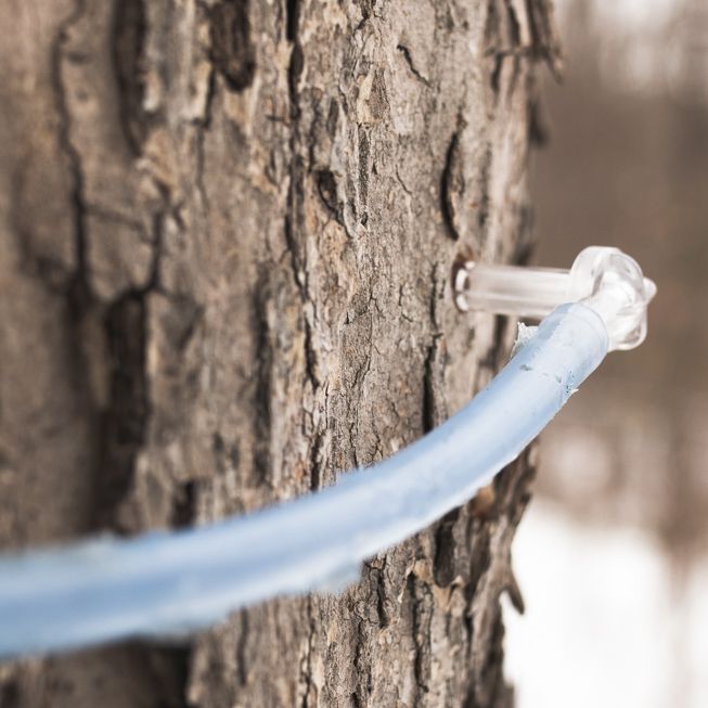 Sugaring Season 2: A tapped maple tree