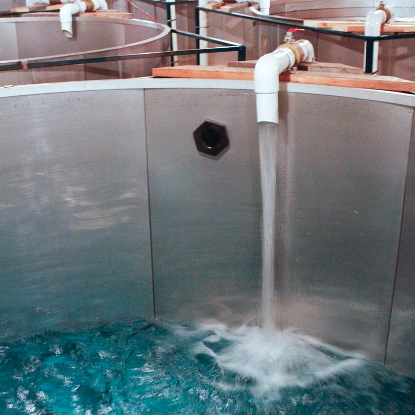 Sugaring Season 3: sap water flowing into holding tank